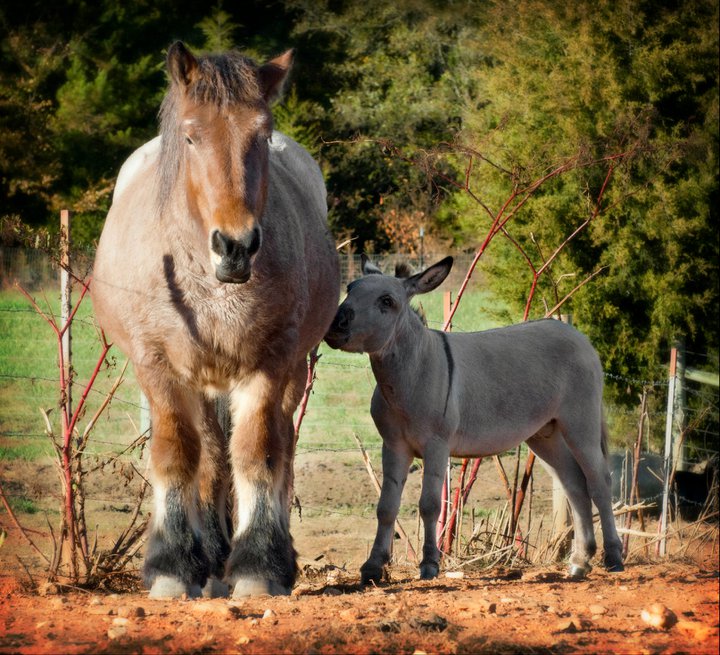 Ardennes Horses For Sale